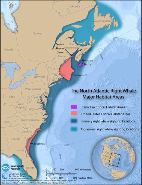 north atlantic right whale migration map